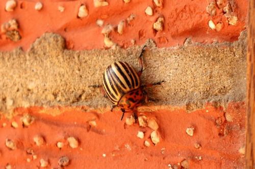 Réf. 205 543 : Leptinotarsa decemlineata